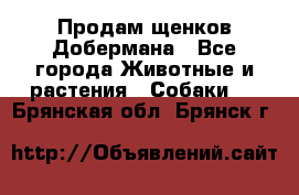 Продам щенков Добермана - Все города Животные и растения » Собаки   . Брянская обл.,Брянск г.